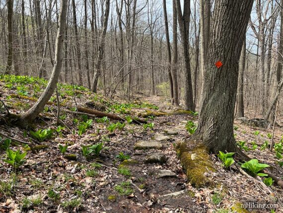 Stepping stones on a trail through skunk cabbage