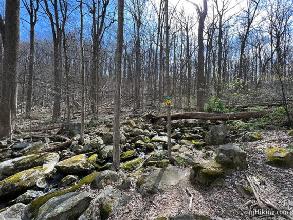 Rocky stream bed with teal and yellow markers on a tree