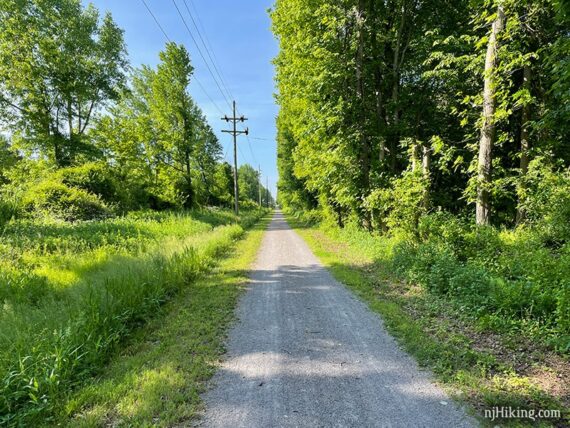 Green tree lined rail trail with power lines next to it.