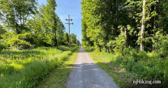 Gravel rail trail surrounded by trees