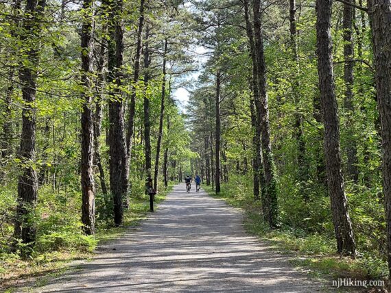 Bike riders on a wide flat path surrounded by tall pine trees.