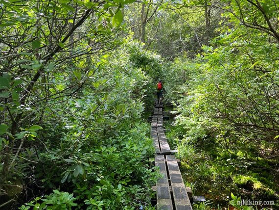 Hiker on a boardwalk through a rhododendron tunnel