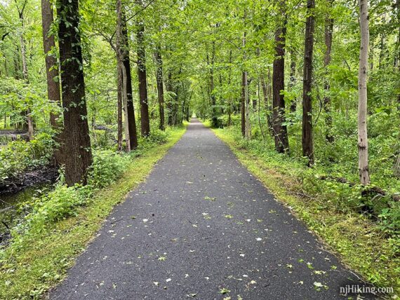 Tall green trees lining a flat paved rail trail.