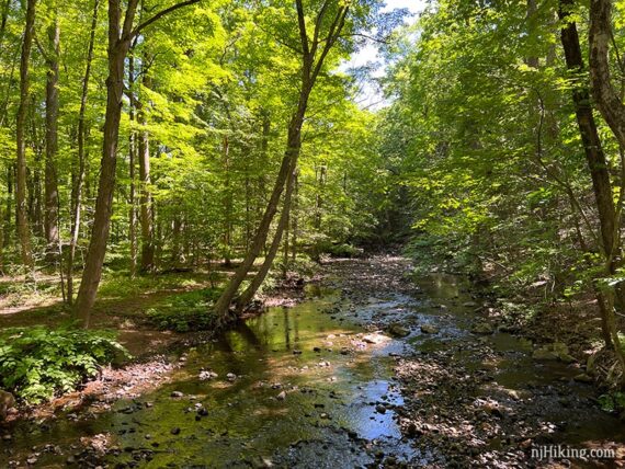 River with little water and many rocks with tall green trees overhead.