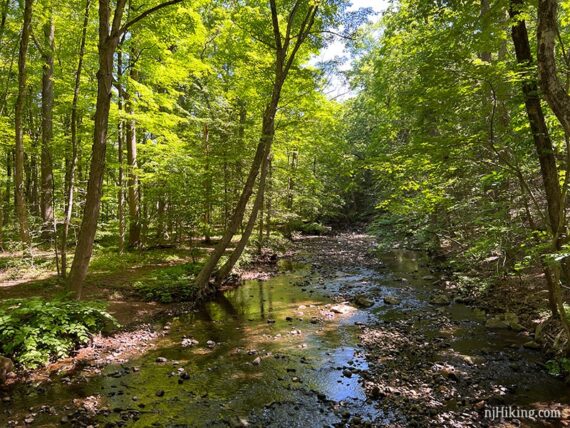 River with little water and many rocks with tall green trees overhead