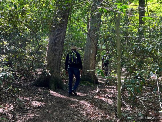 Hard to spot WHITE blaze at a junction with other unmarked trails