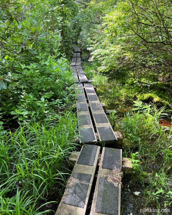 Long boardwalk trail through a rhododendron tunnel