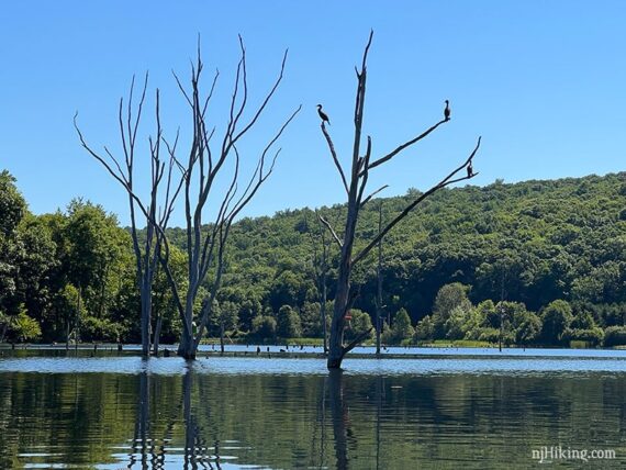Three cormorants sitting in a dead tree in the middle of a lake