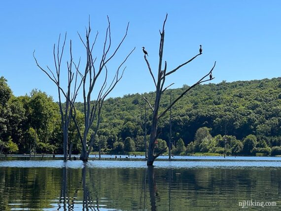 Three cormorants sitting in a dead tree in the middle of a lake.