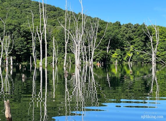 Kayaker paddling thru trees in a reservoir.