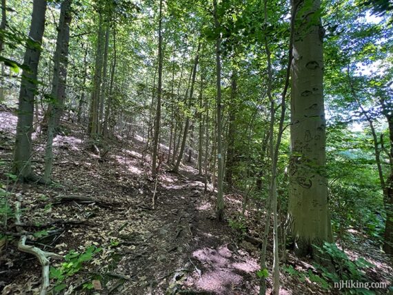 Root covered dirt trail along a hillside.