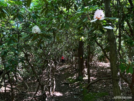 Hiker seen at the end of a long rhododendron tunnel