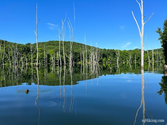 White submerged trees sticking out and reflecting in bright blue water.