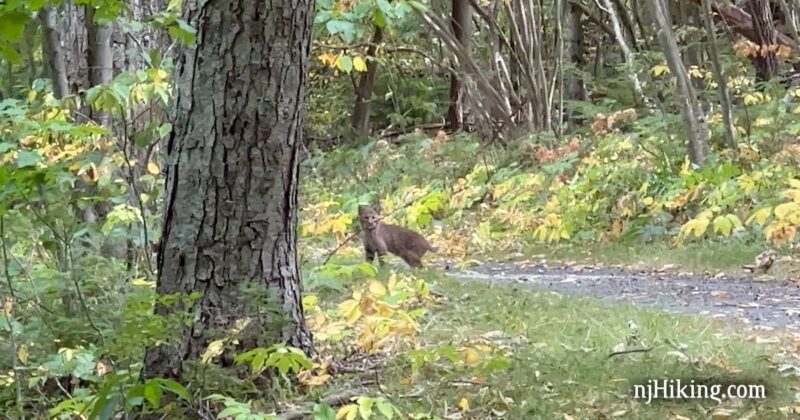 Young bobcat on a trail facing the camera.