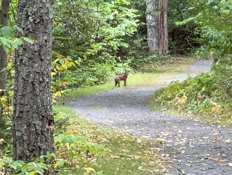 Bobcat on a gravel trail looking back at the camera.