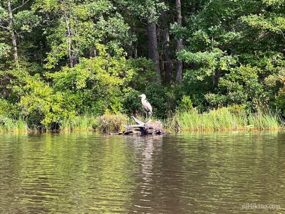 Heron perched on a dead log at the edge of a lake.