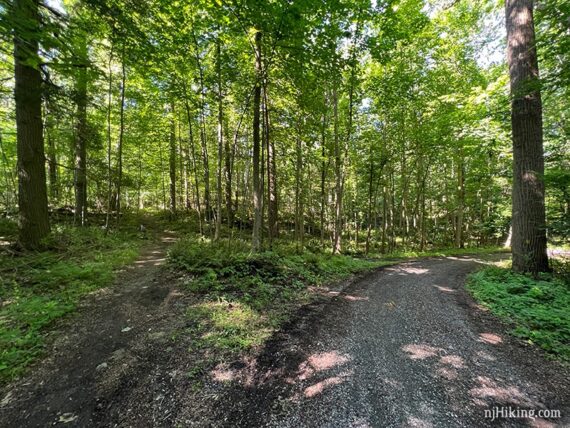 Trail junction where a dirt path curves off on the right