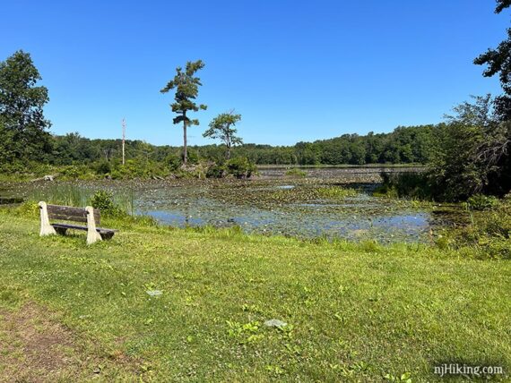 Bench in a grassy area next to a pond filled with lily pads