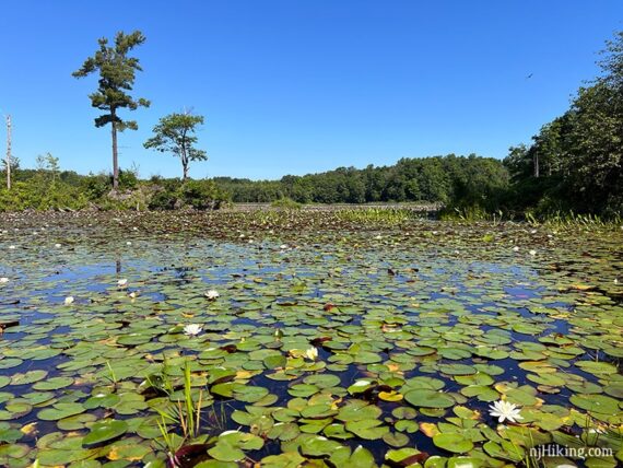 Small pond filled with lily pads with a bright blue sky overhead