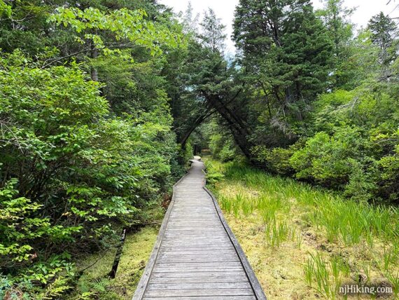 Boardwalk over a cedar swamp.
