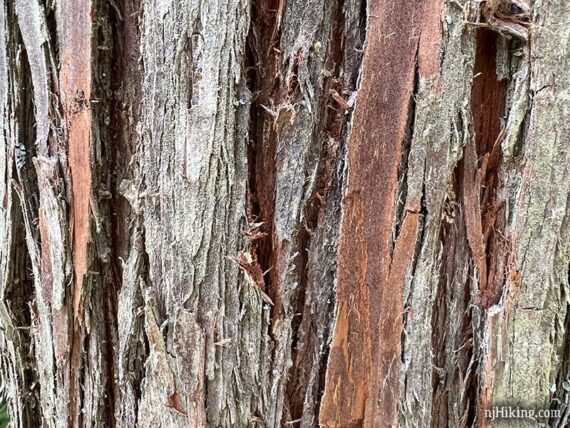 Close up of the texture of cedar bark.