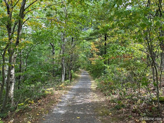 Wide flat gravel path through a green forest.