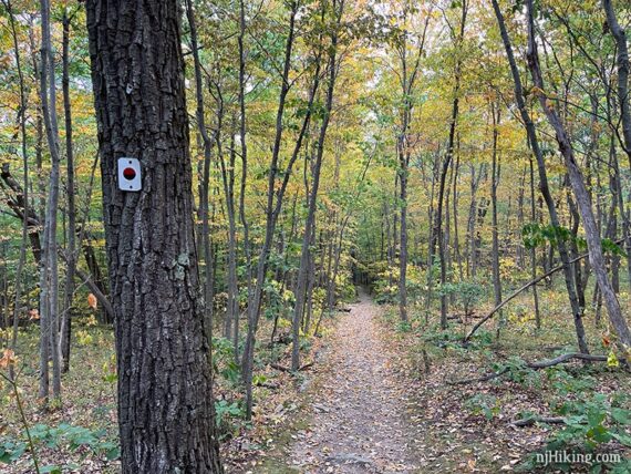 Leaves turning yellow early along the Monument Trail.