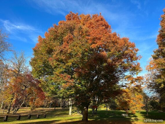 Large tree that has green and rusty orange leaves.