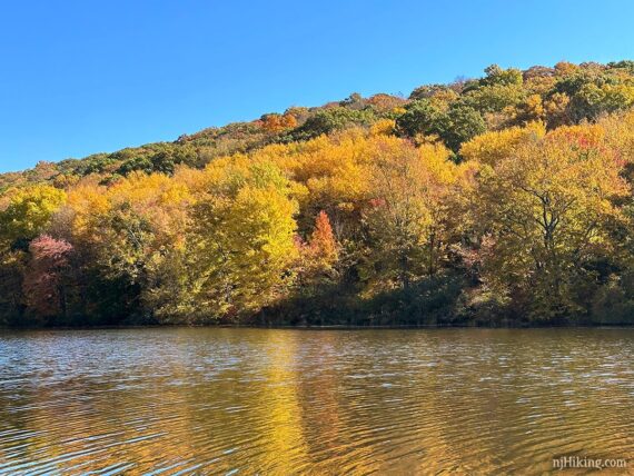 Bright yellow foliage reflecting in water.