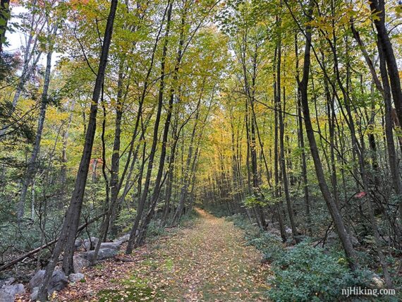 Bright yellow foliage on tall skinny trees lining a wide woods road.