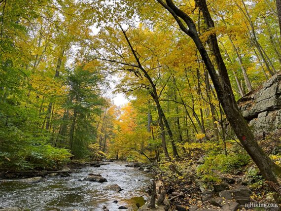 Yellow leaves on the trees lining a river.