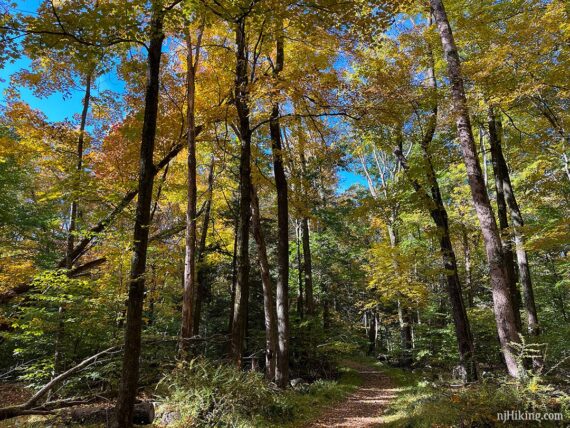 Bright yellow foliage towering over a trail.