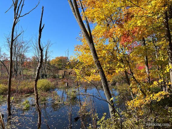 Fall foliage over a swampy area along a rail-trail.