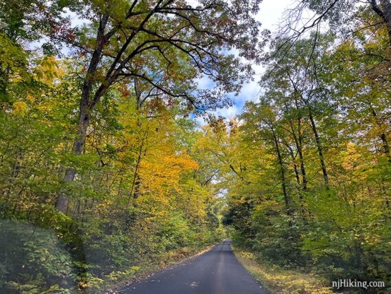 Paved road with bright yellow foliage on either side.