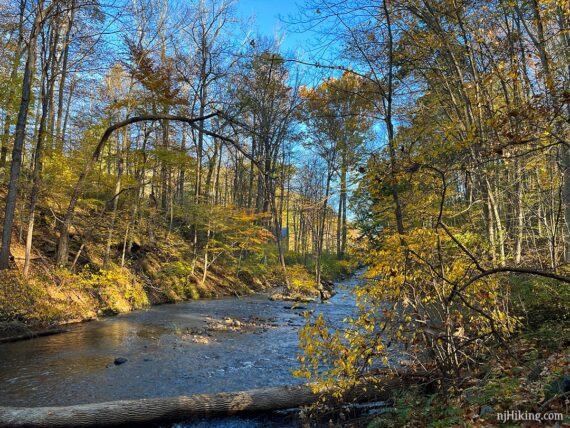 Bright yellow fall foliage lining the banks of a calm stream.