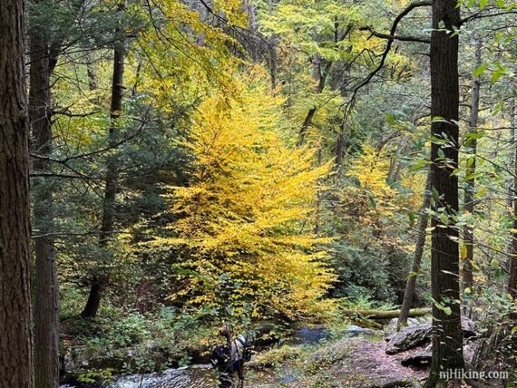 Large bright yellow tree in Tillman Ravine.