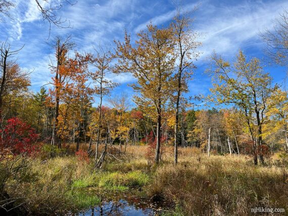 Yellow, orange, and red colored leaves on trees in a swampy area.