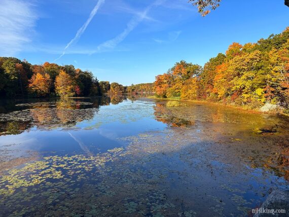 Fall color surrounding a lily pad filled lake.