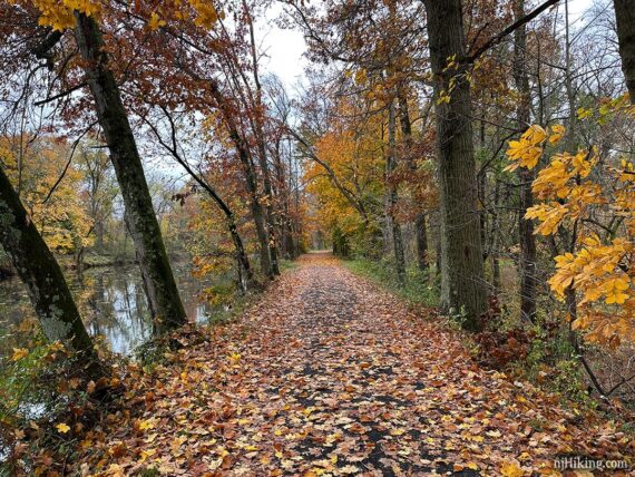 Tree covered towpath with a canal on the left side.