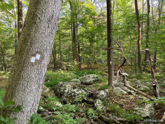 White blazes on a large tree along a rocky wooded trail.