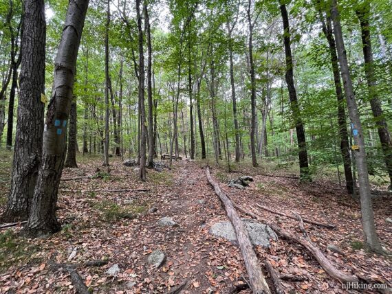 Trail intersection with blue markers on trees.