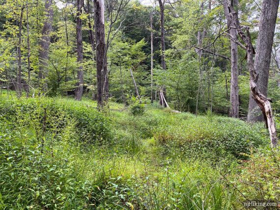 Invasive grass overgrowing a trail.