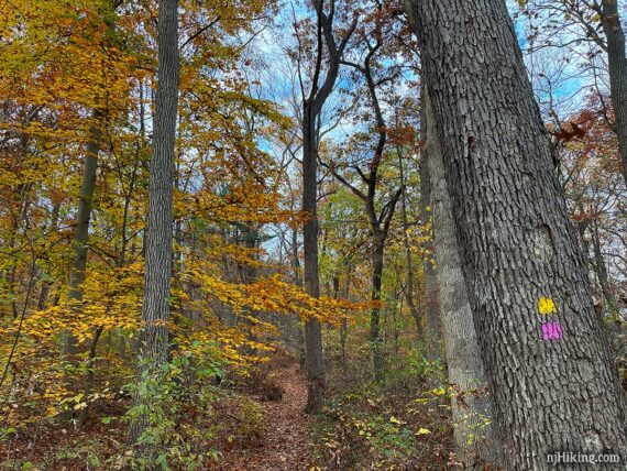 Trail markers on tree near yellow foliage.