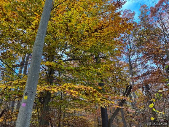 Bright yellow foliage at Watchung Reservation.