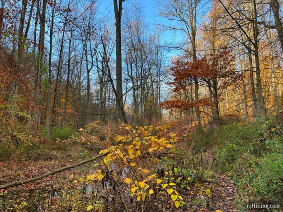 Path next to a stream with foliage and bare trees.