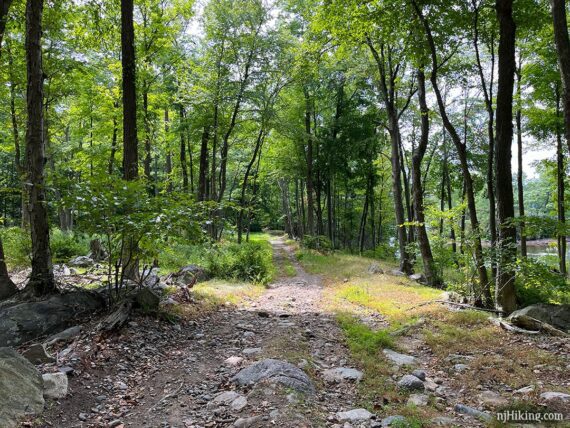 Flat but rocky and eroded woods road.