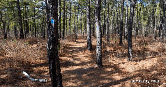 Blue trail marker on a path through pine trees.