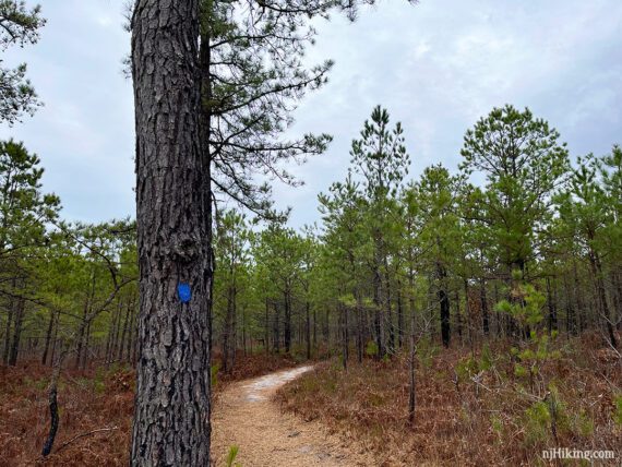Blue marker on a tree in a pine forest regenerating from a fire.