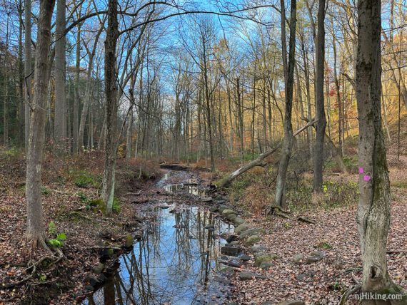 Narrow, shallow brook with trees reflecting in it.