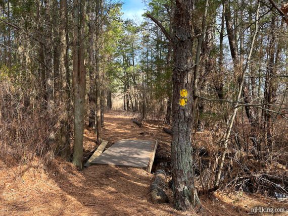 Yellow markers on a pine tree in front of a wooden trail bridge.